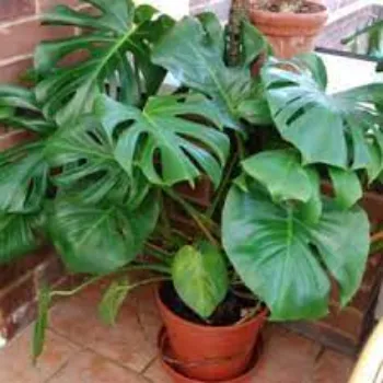 A1 Ornamental Plant